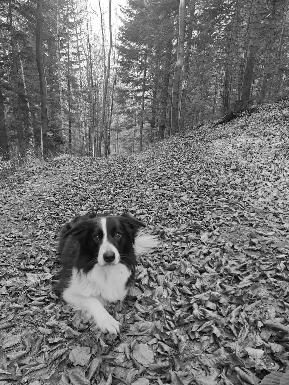 Border collie leżący na jesiennych liściach w lesie